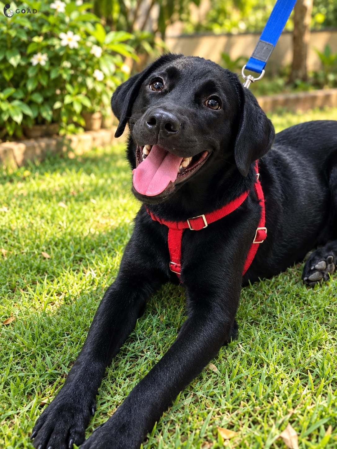 Lio 