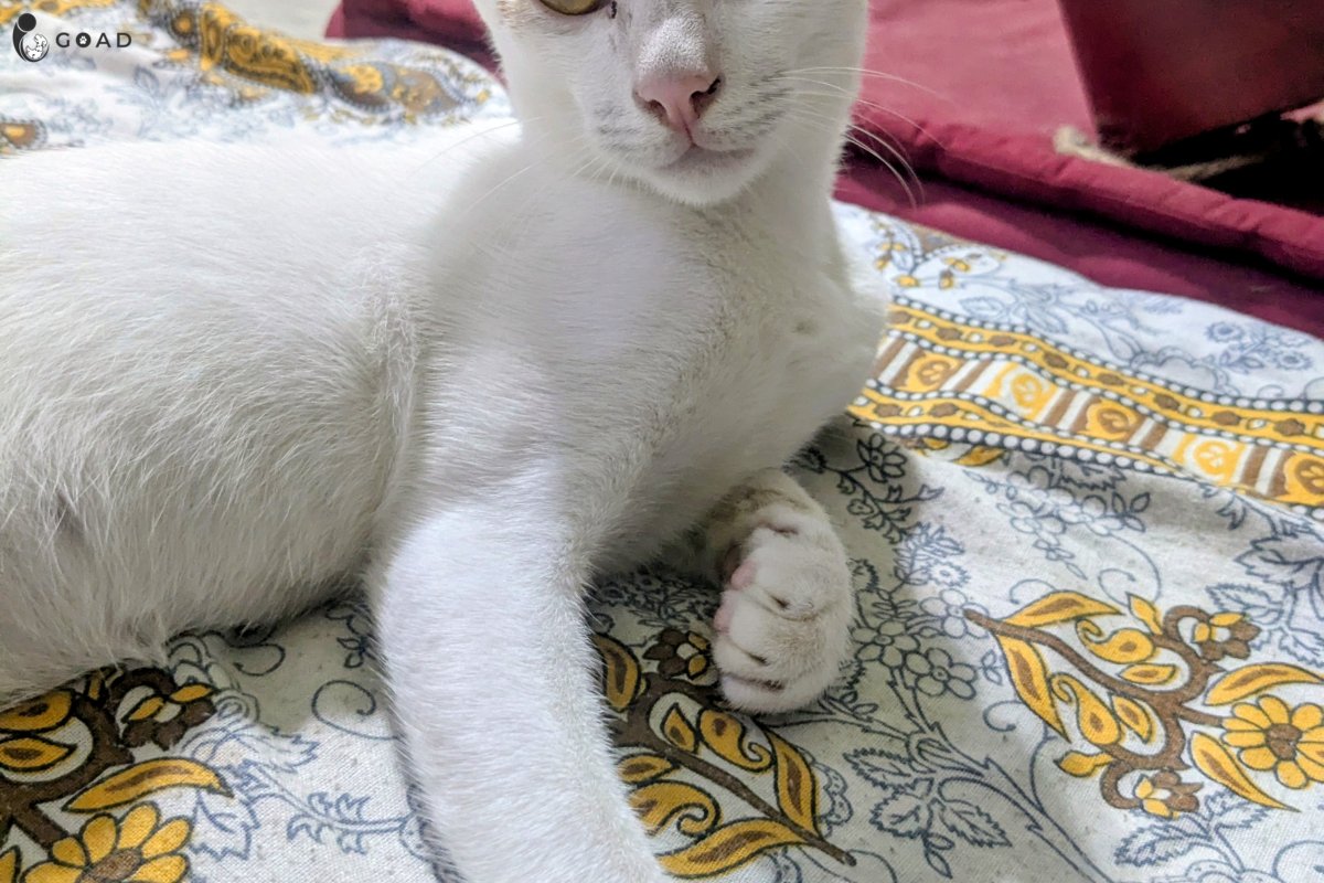 Mao