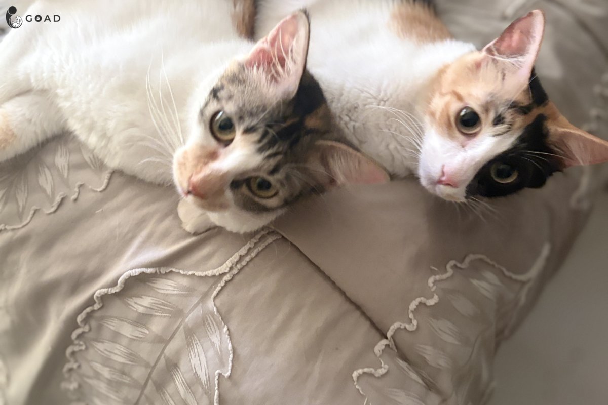 Luna&Tuna