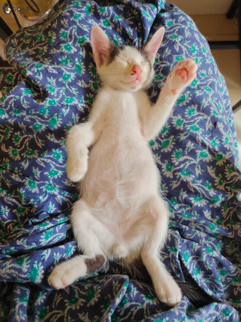 Kittler