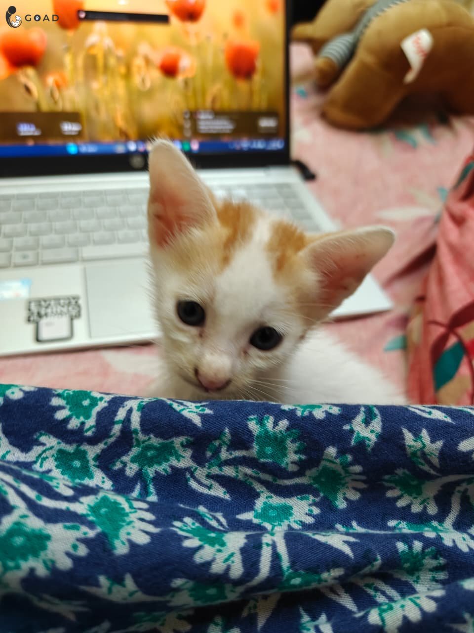 Brownie