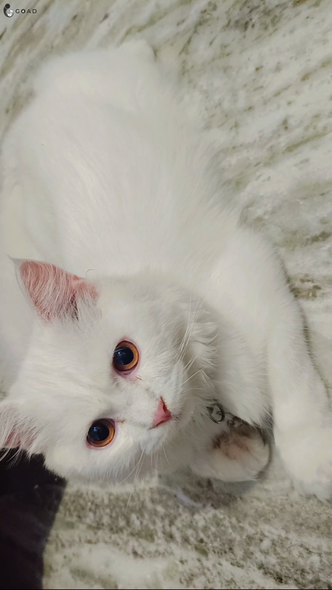 Kittu