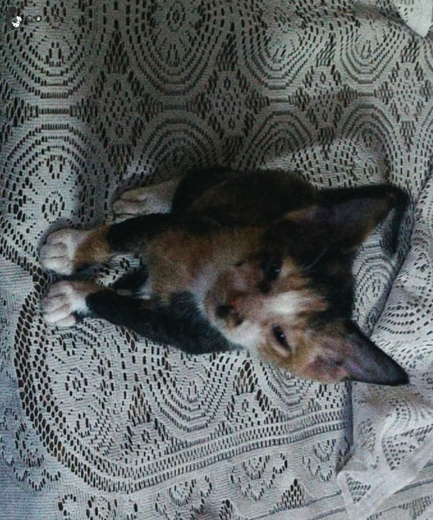 Suzi