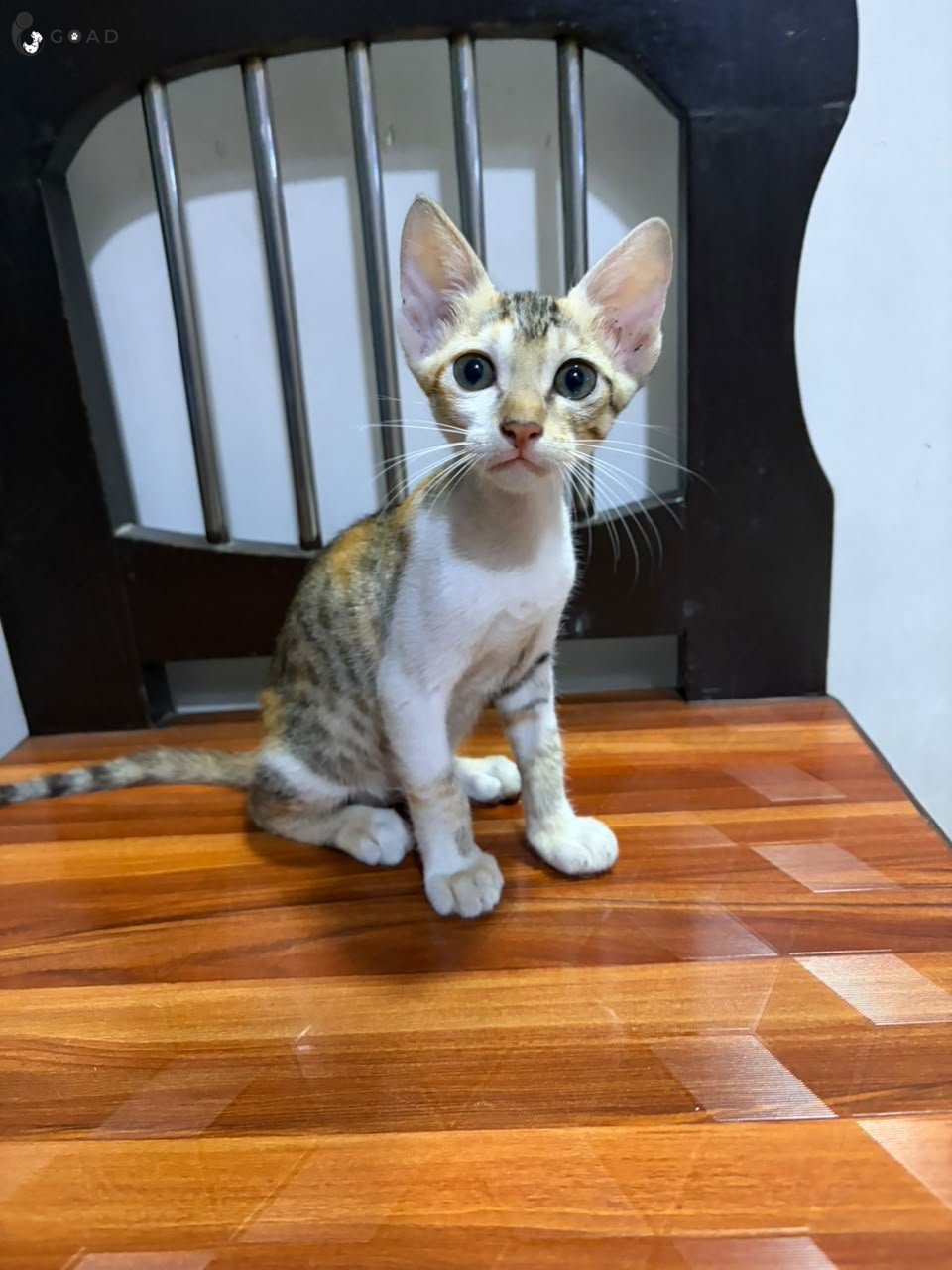 Bela