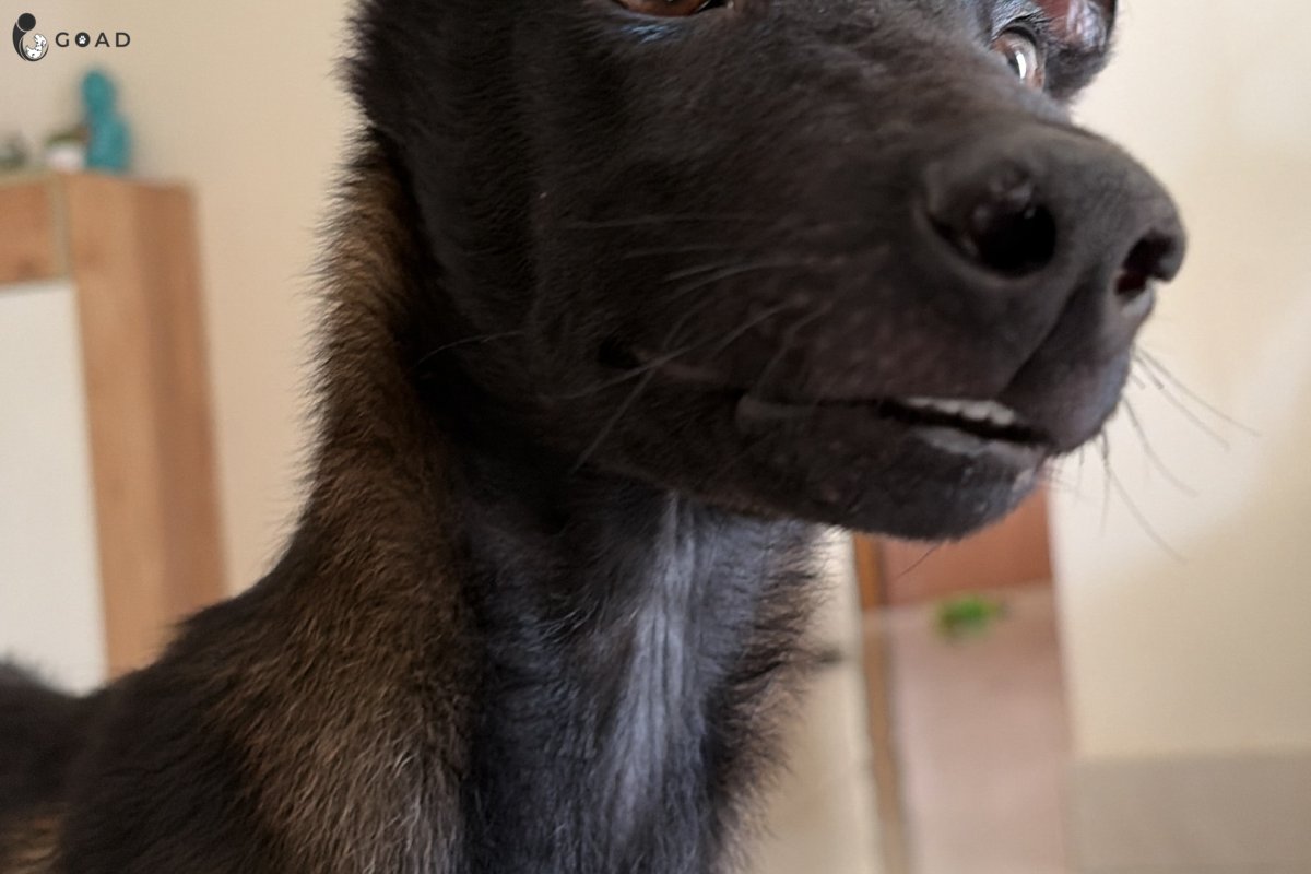 Enzo