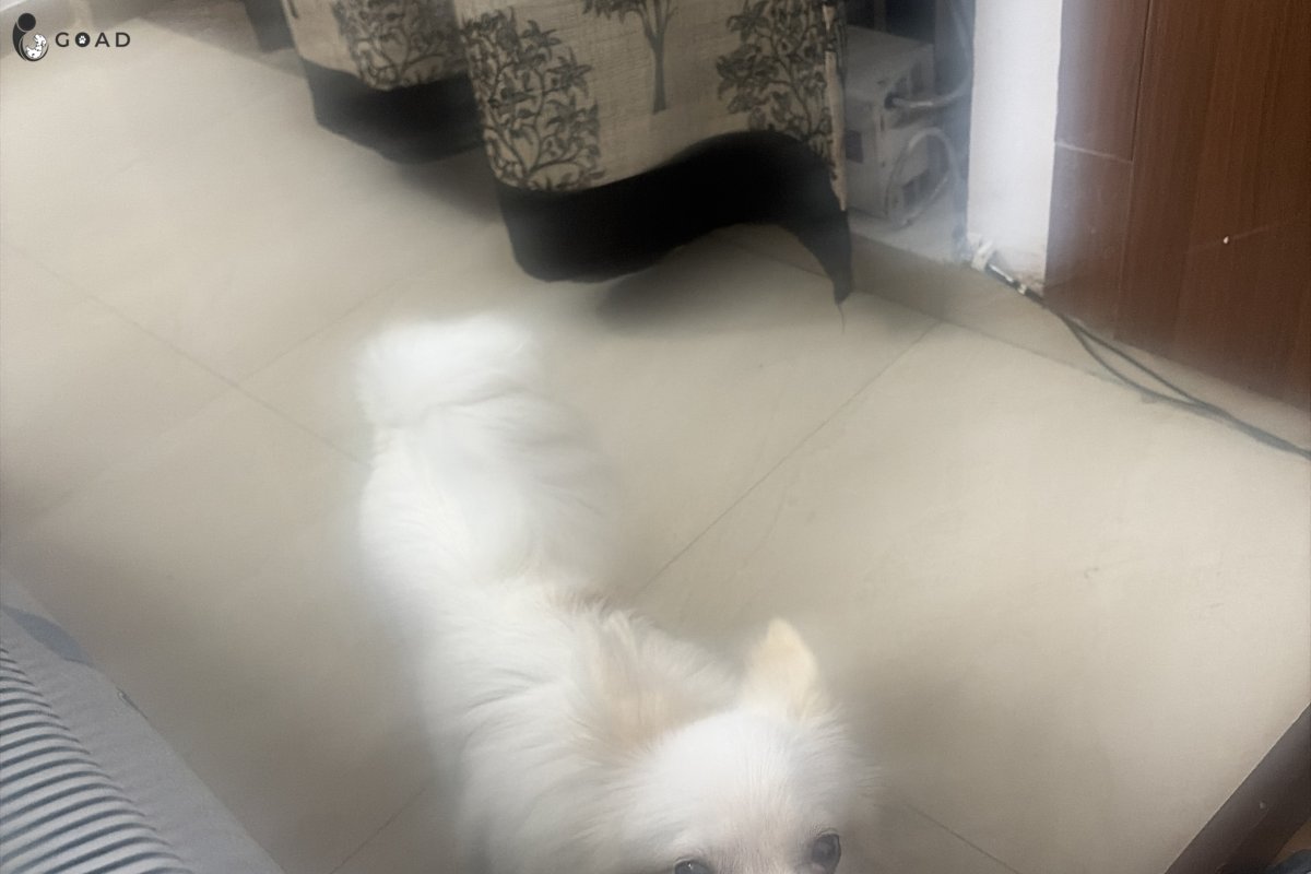 Oscar